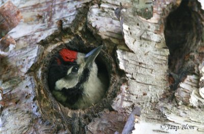 Grote Bonte Specht / Great Spotted  Woodpecker  / Dendrocopus major