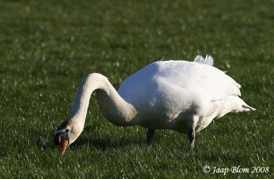 Knobbelzwaan / Mute Swan / Cygnus olor