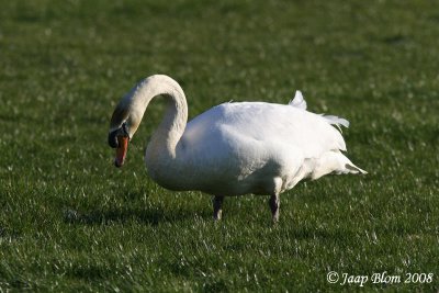Knobbelzwaan / mute Swan / Cygnus olor