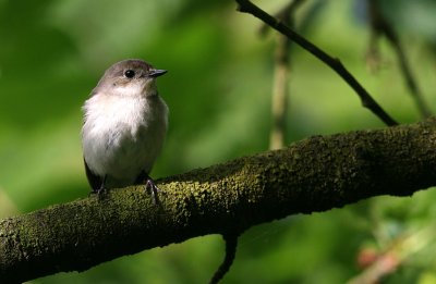 Vliegenvangers / Flycatchers