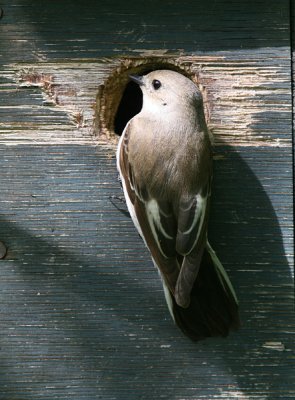 Vliegenvangers / Flycatchers