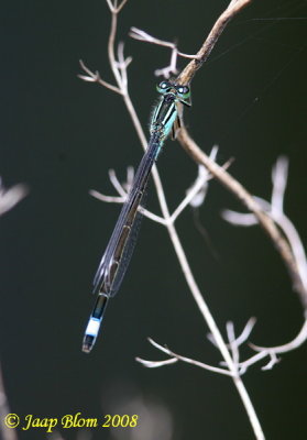 Lantaarntje / Common Bluetail