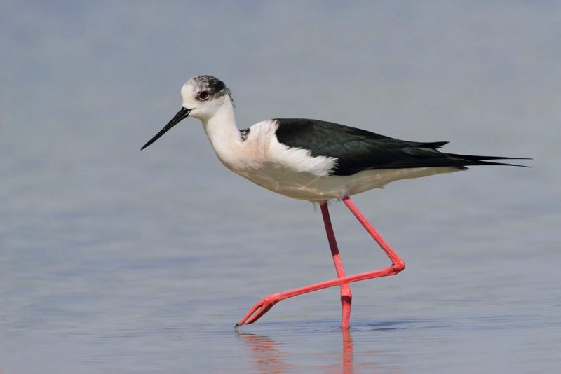 Black-winged stilt Himantopus himantopus polojnik_MG_8441-111.jpg