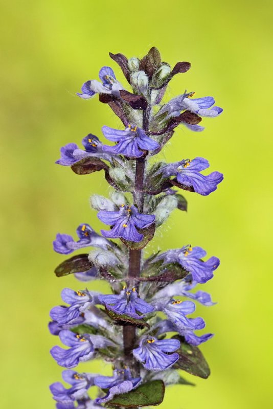  Bugleweed  Ajuga reptans plazei skrečnik_MG_9088-111.jpg