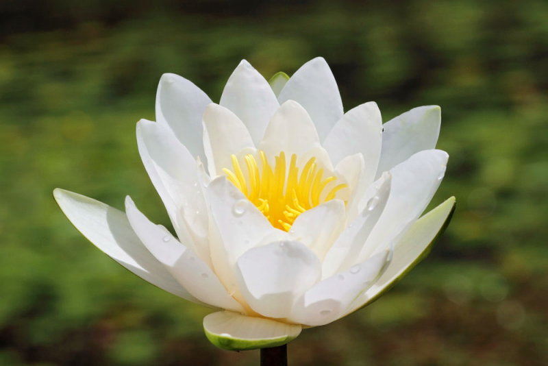 White water lily Nymphea alba beli lokvanj_MG_2924-111.jpg