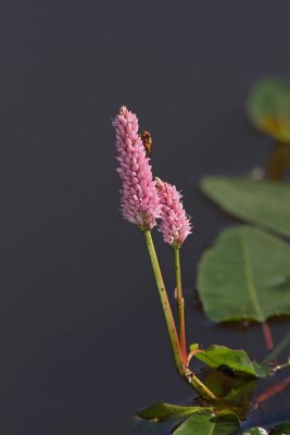 Water smartweed Polygonum amphibium vodna dresen_MG_4386-1.jpg