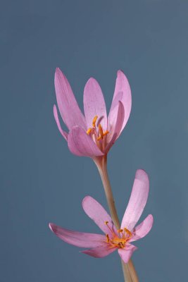 Meadow saffron Colchicum autumnale jesenski podlesek_MG_1317-1.jpg