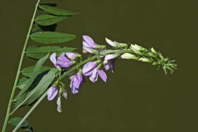 Goat's rue Galega officinalis navadna jastrebina_MG_4998-1.jpg