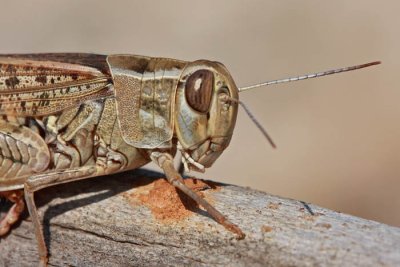 Italian locust Calliptamus italicus laka kobilica_MG_9592-1.jpg