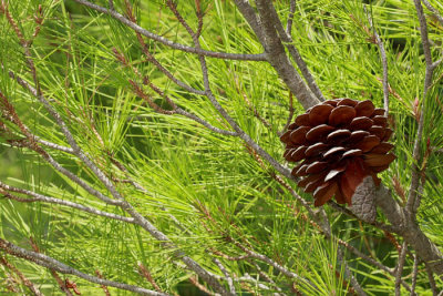 Stone pine Pinus pinea pinija_MG_9620-1.jpg