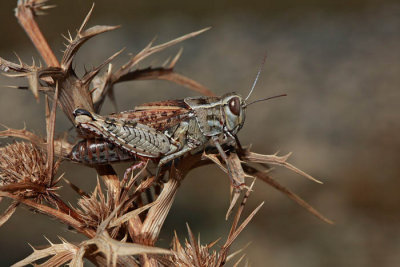 Italian locust Calliptamus italicus laka kobilica_MG_48691-1.jpg