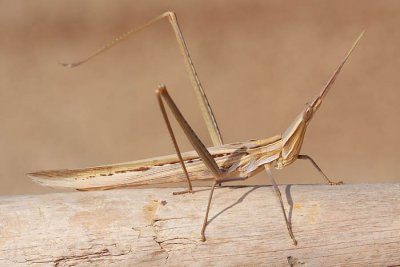 Mediterranean slant-faced grasshopper Acrida ungarica nosata sarana_MG_9603-1.jpg