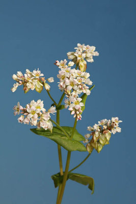 Common buckwheat Fagopyrum esculentum ajda_MG_1423-1.jpg