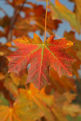 Maple in autumn javor jeseni_MG_2939-1.jpg