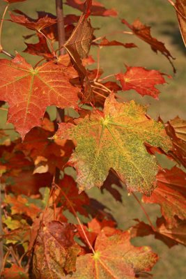 Maple in autumn javor jeseni_MG_2940-1.jpg