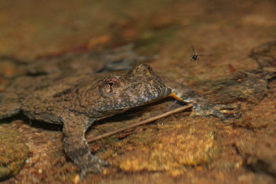 Yellow-bellied toad Bombina variegata hribski urh_MG_2851-1.jpg