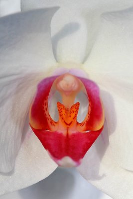 Orchid orhideja_MG_1120-1.jpg
