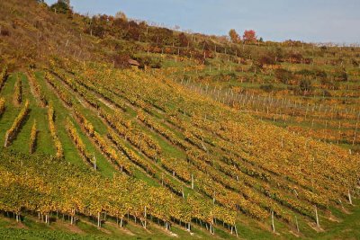 Vineyard vinograd_MG_3047-1.jpg