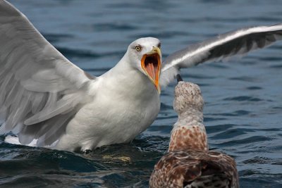 Yellow-legged gull Larus michahellis rumenonogi galeb_MG_9473-1.jpg