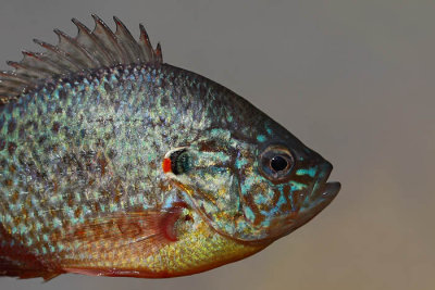 Pumpkinseed Lepomis gibbosus sonni ostri_MG_1198-1.jpg