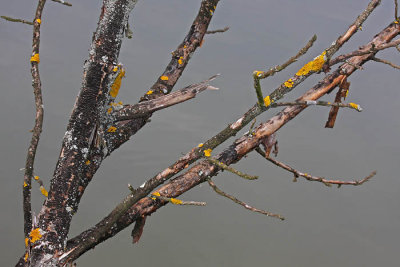 Branches veje_MG_1251-1.jpg