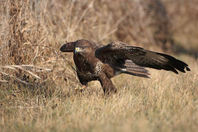 Common buzzard Buteo buteo kanja_MG_67321-1.jpg