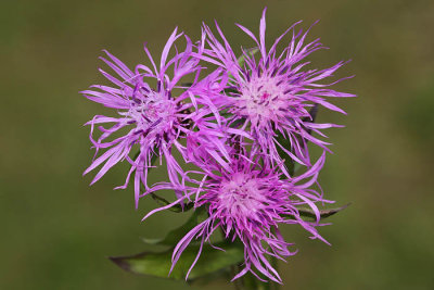 Brown knapweed Centaurea jacea navadni glavinec_MG_0915-1.jpg