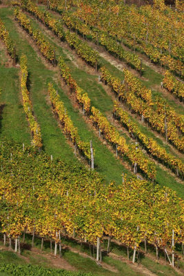 Vineyard vinograd_MG_1140-1.jpg