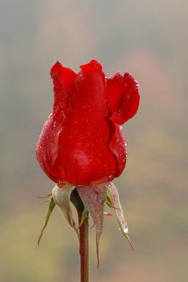 Red rose rdeća vrtnica_MG_1377-1.jpg