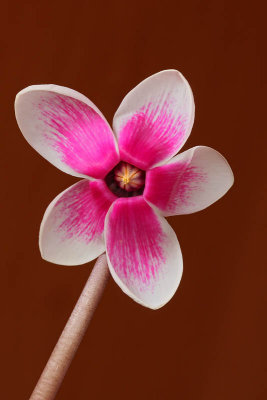 Cyclamen ciklama_MG_1481-11.jpg