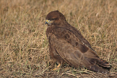 Common buzzard Buteo buteo kanja_MG_6652-1.jpg