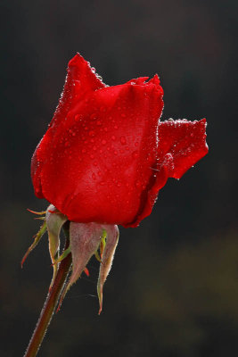 Red rose rdeča vrtnica_MG_1443-1.jpg