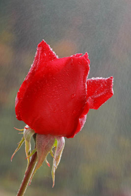 Red rose and rain rdeča vrtnica in de_MG_14391-11.jpg