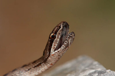 Smooth snake Coronella austriaca smokulja_MG_1619-1.jpg