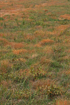 Meadows travnik_MG_2573-1.jpg