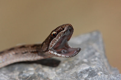 Smooth snake Coronella austriaca smokulja_MG_1601-1.jpg