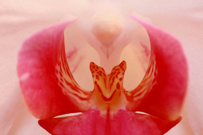 Orchid orhideja_MG_3021-11.jpg