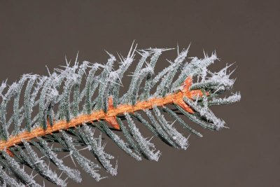 Spruce twig smrekova vejica_MG_2949-1.jpg