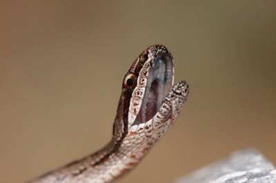 Smooth snake Coronella austriaca smokulja_MG_1617-11.jpg