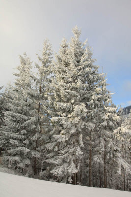 Spruces covered with snow smreke pokrite z snegom_MG_5271-1.jpg