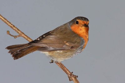 Robin Erithacus rubecula  taica_MG_3903-11.jpg