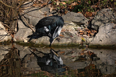 Great cormorant Phalacrocorax carbo veliki kormoran_MG_8349-1.jpg