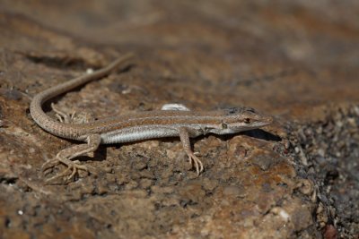 Olivier's sand lizard  Mesalina olivieri_MG_5116-11.jpg