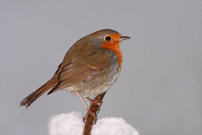 Robin Erithacus rubecula  taica_MG_3917-11.jpg