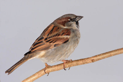 House sparrow Passer domesticus domai vrabec_MG_4583-11.jpg