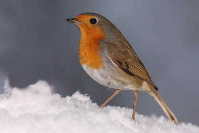 Robin Erithacus rubecula  taica_MG_4628-11.jpg