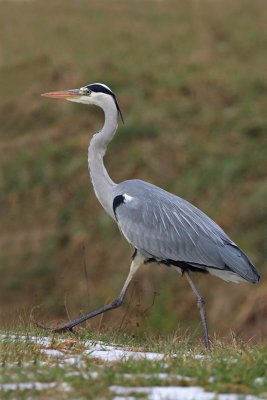 Grey heron Ardea cinerea siva čaplja_MG_5108-11.jpg