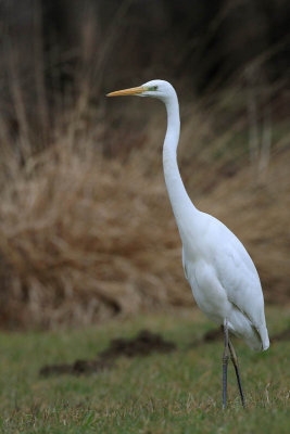 Great white egret Egretta alba velika bela aplja_MG_5204-11.jpg