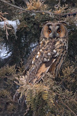 Long-eared owl Asio otus mala uharica_MG_5022-11.jpg