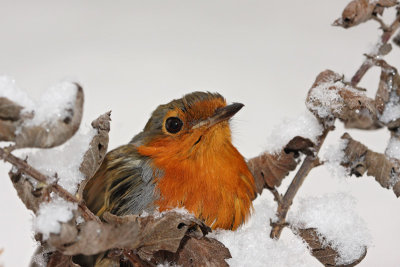 Robin Erithacus rubecula  taica_MG_4444-11.jpg